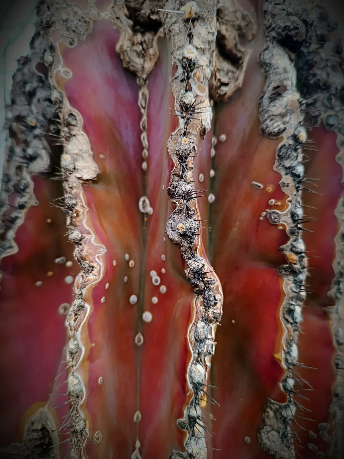 WhatsApp Image 2025-03-14 at 7.52.09 AM (1).jpeg