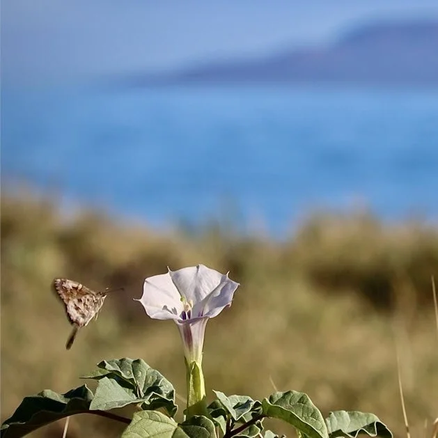 Native plants taking root