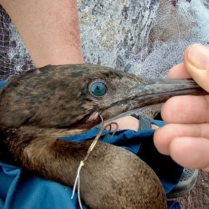 Human-related injury