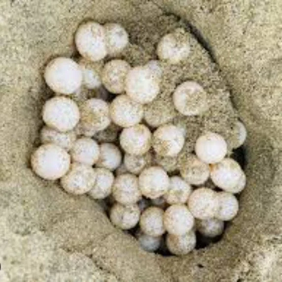 Turtle nest at Loreto beach