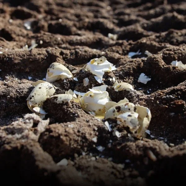 Eggs crushed by ATV