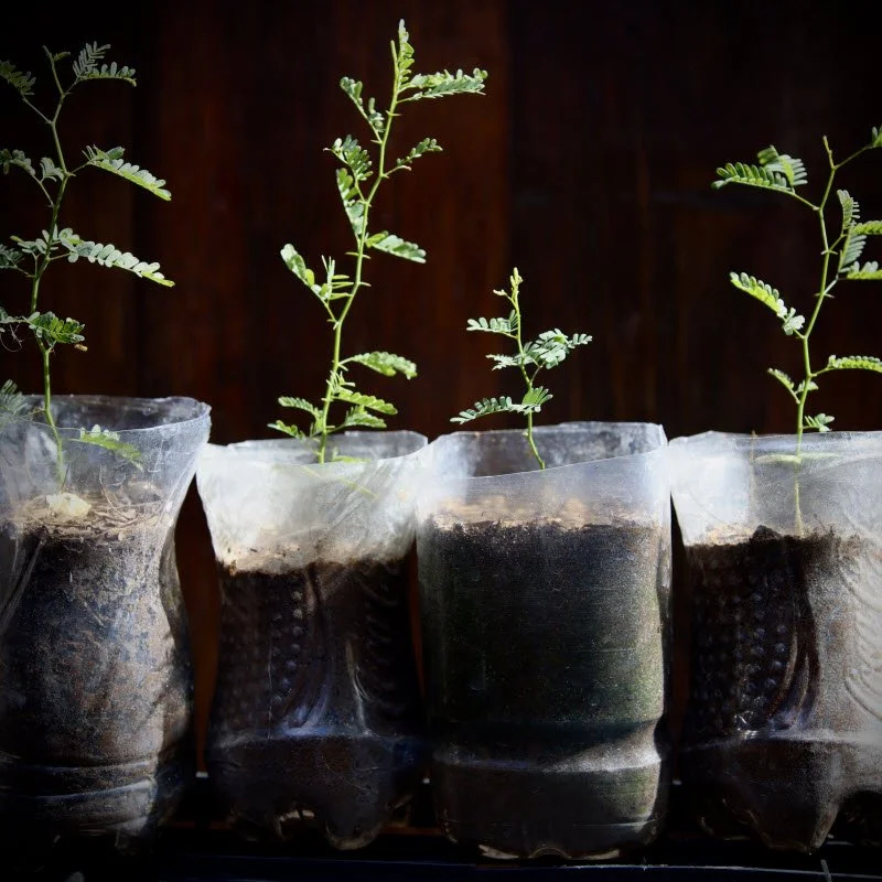 Nurturing seedlings