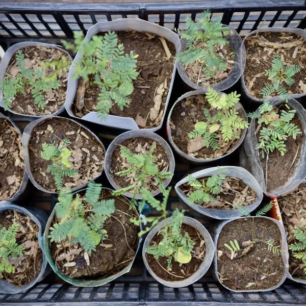 Potting new Mesquite trees