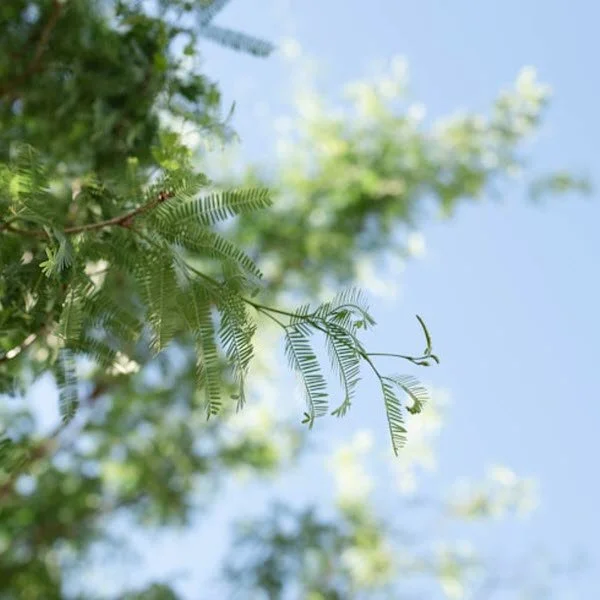 Replanting in the desert