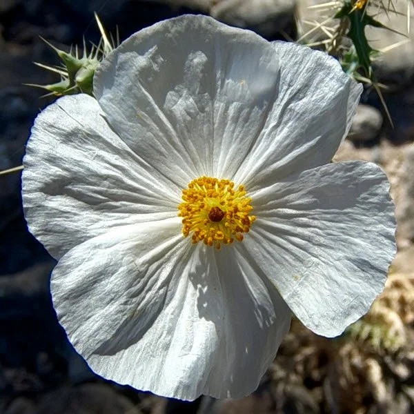 Hiking - Desert Daisy.jpg