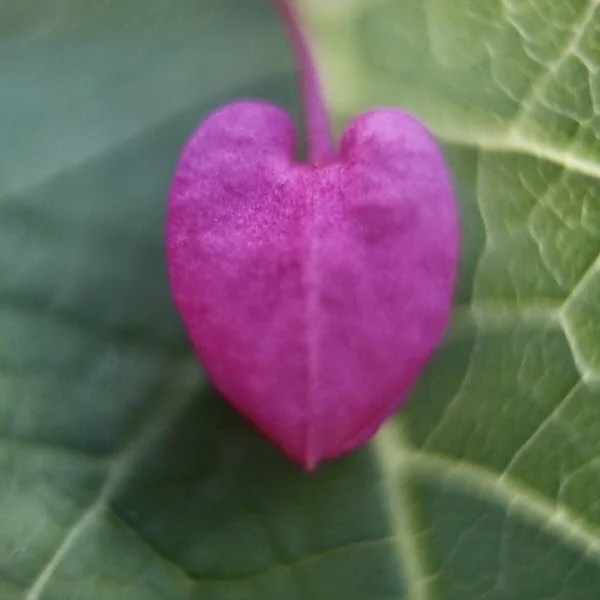 Hiking - Heart Flower.jpg