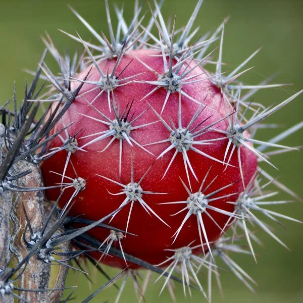 Hiking - Prickly Pear.jpg