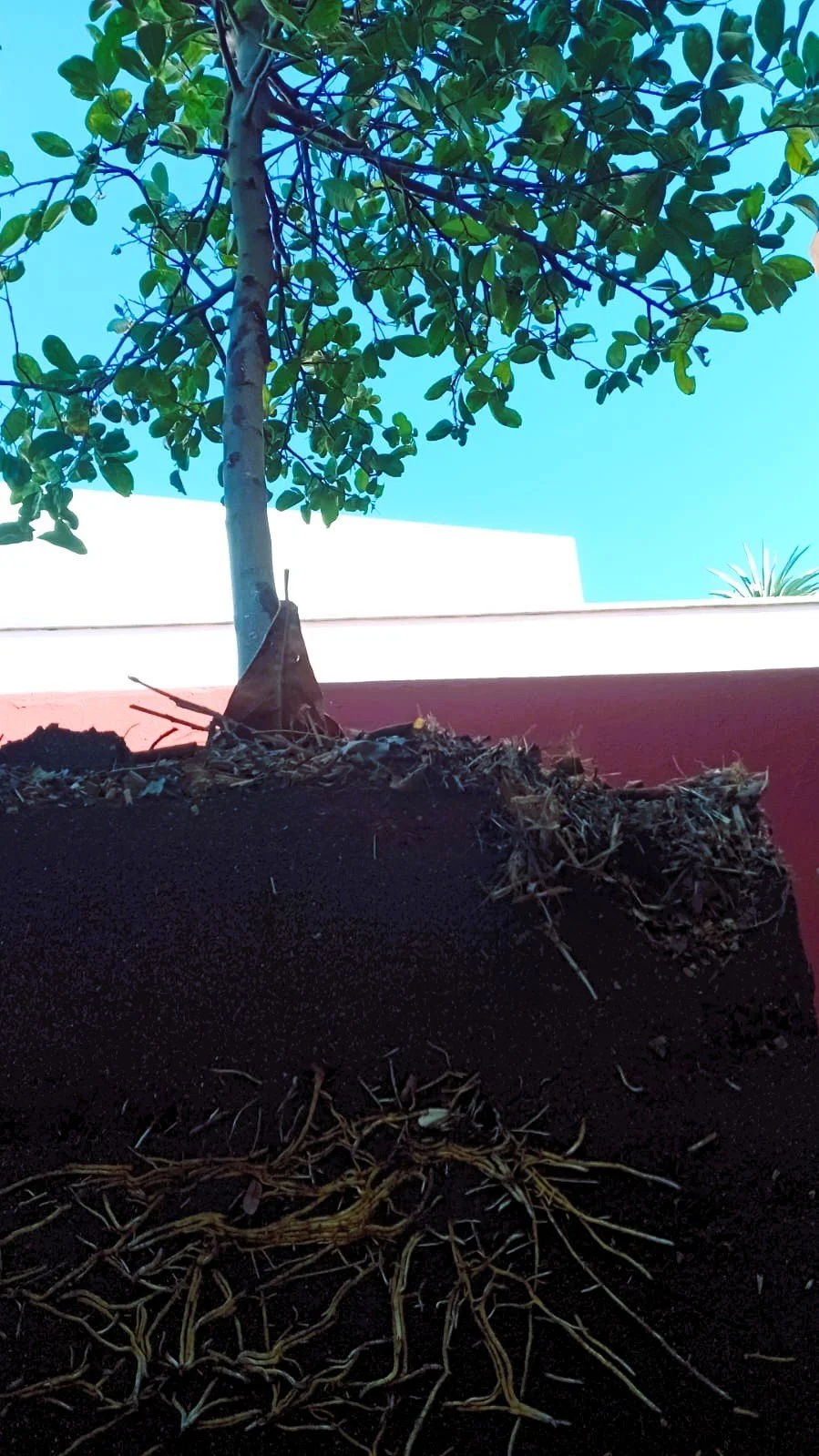 Today - Citrus Grafting in Loreto