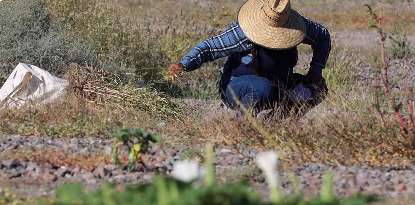 Dune Preservation 12.jpg