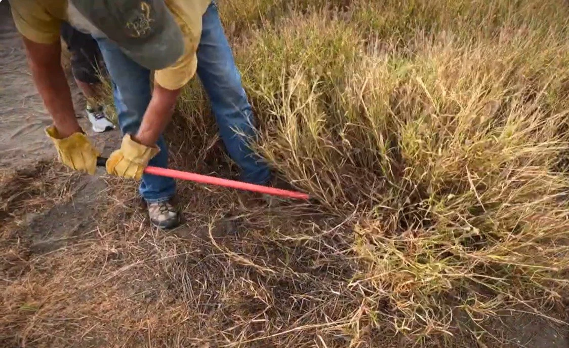 Dune Preservation 10.jpg