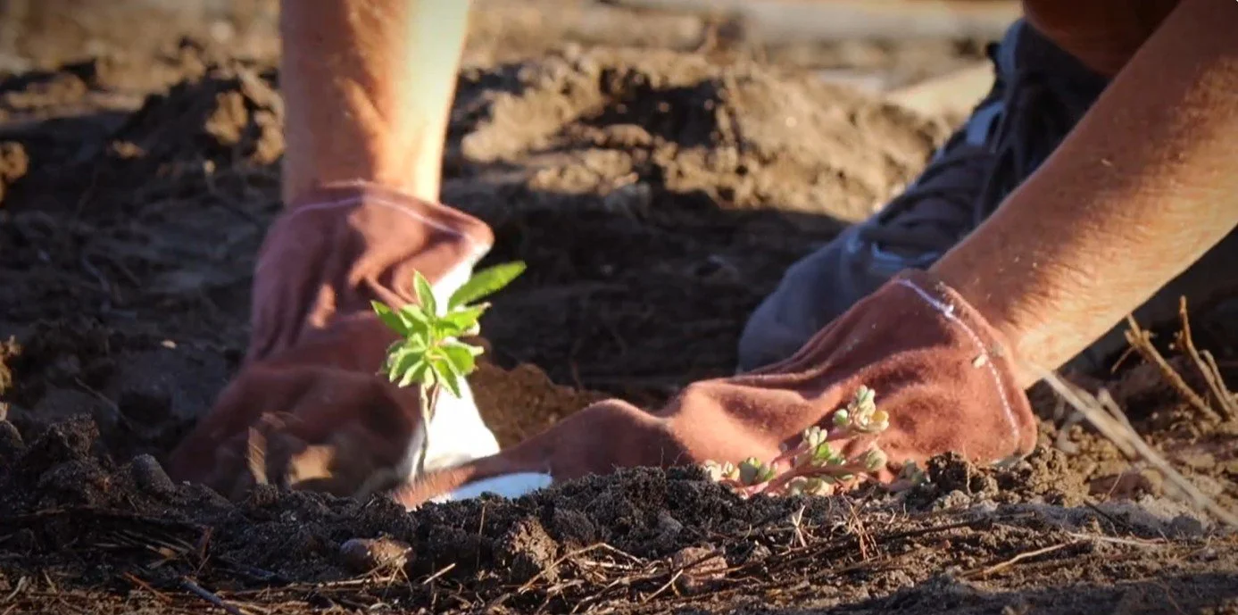 Dune Preservation 6.jpg