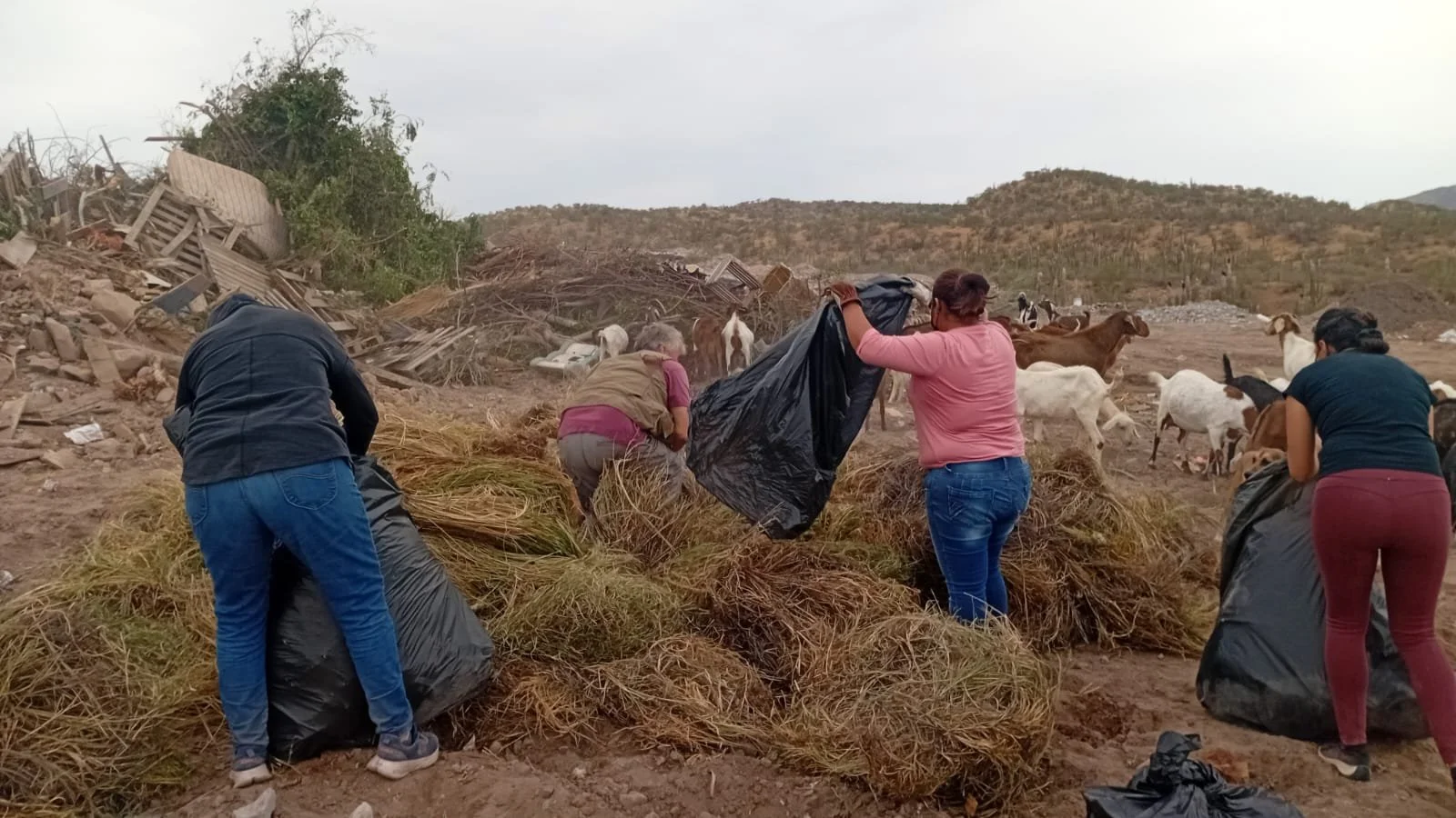 Dune Preservation 3.jpeg