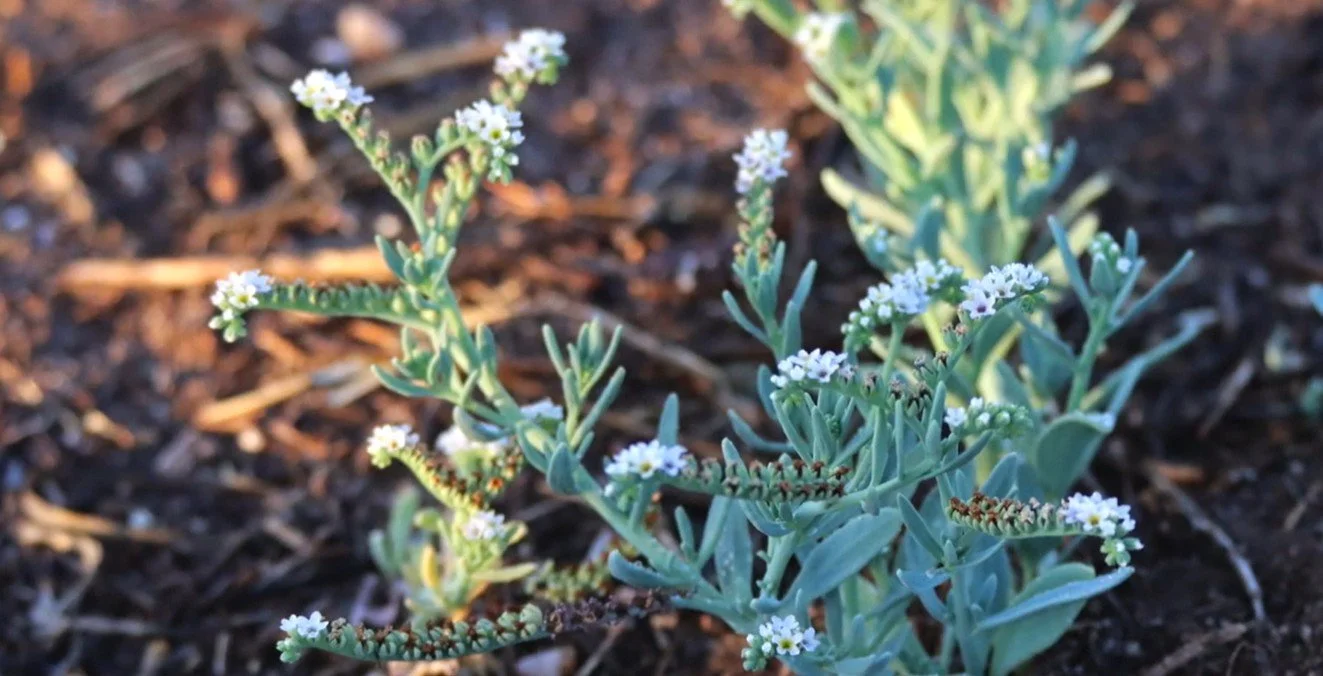 Dune Preservation 15.jpg