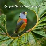 Lynzie Flynn Photography (150x150).jpg