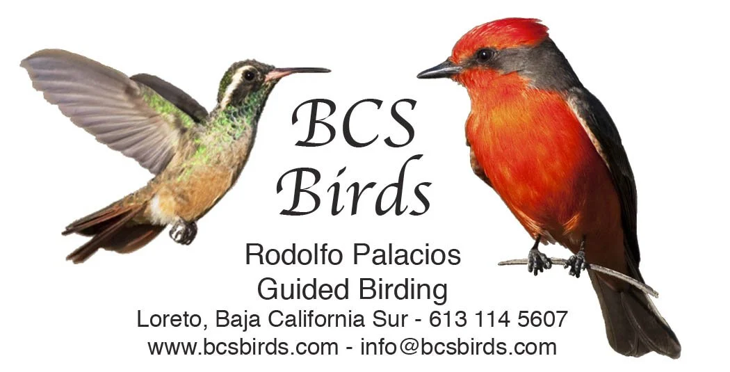 BCSB Business Card.jpg