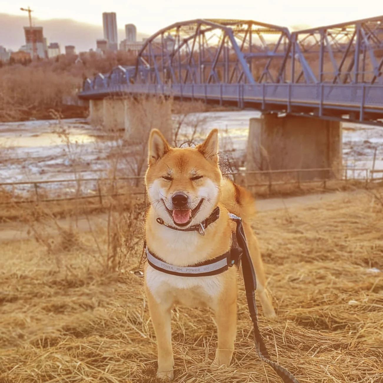 hapydog2.jpg