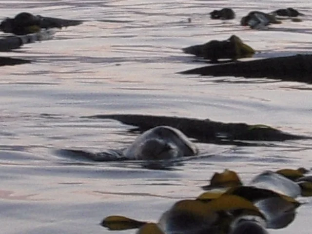 Inner Children Comment