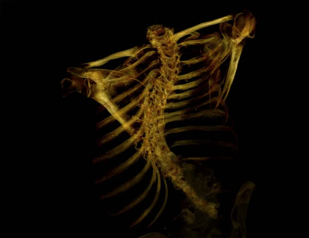 Gold-black skeleton (#11)