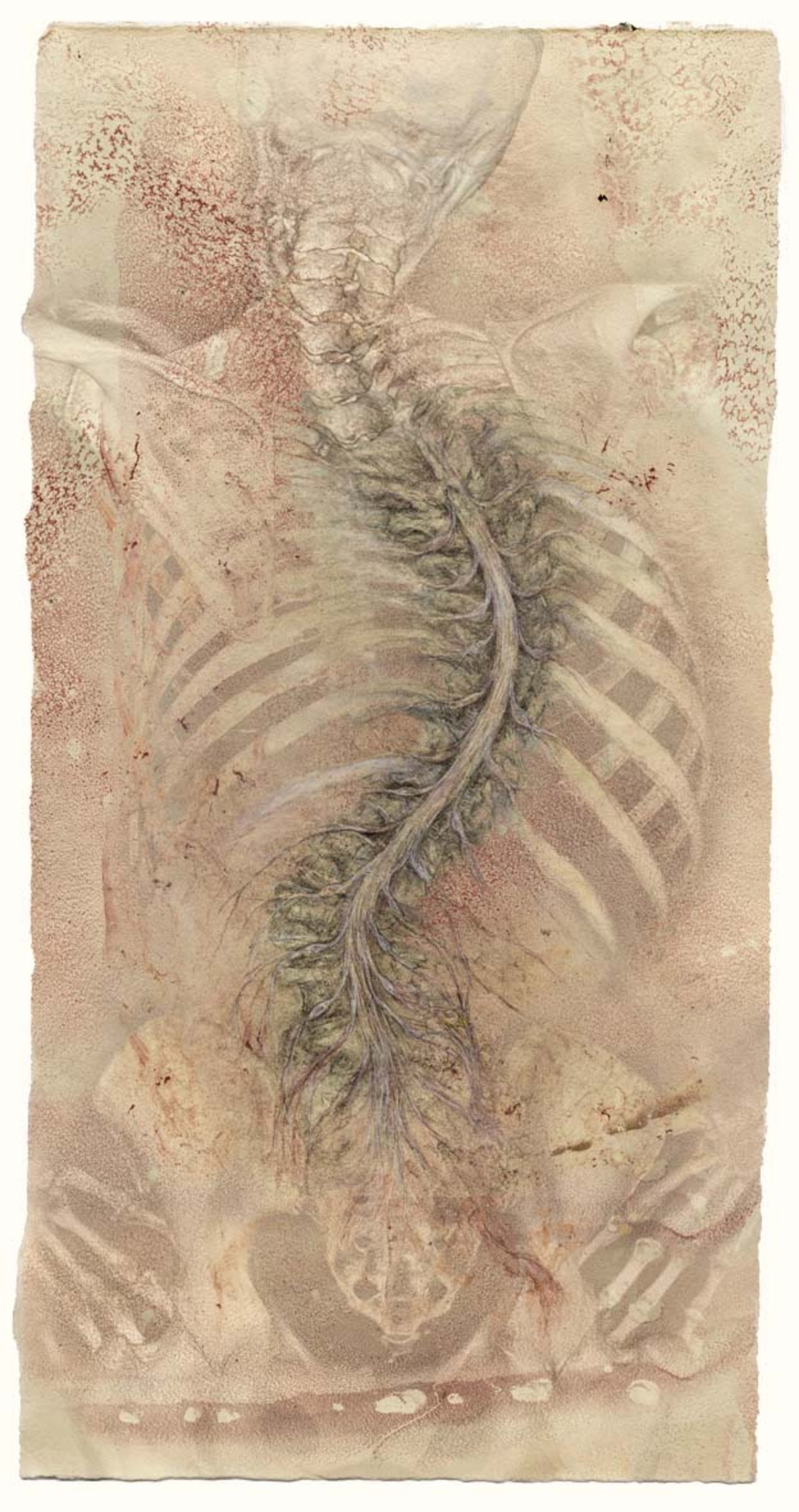  Spinal cord scroll 
