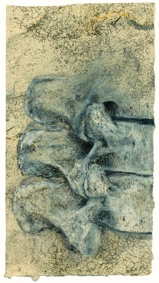 Lumbar vertebrae, close-up view