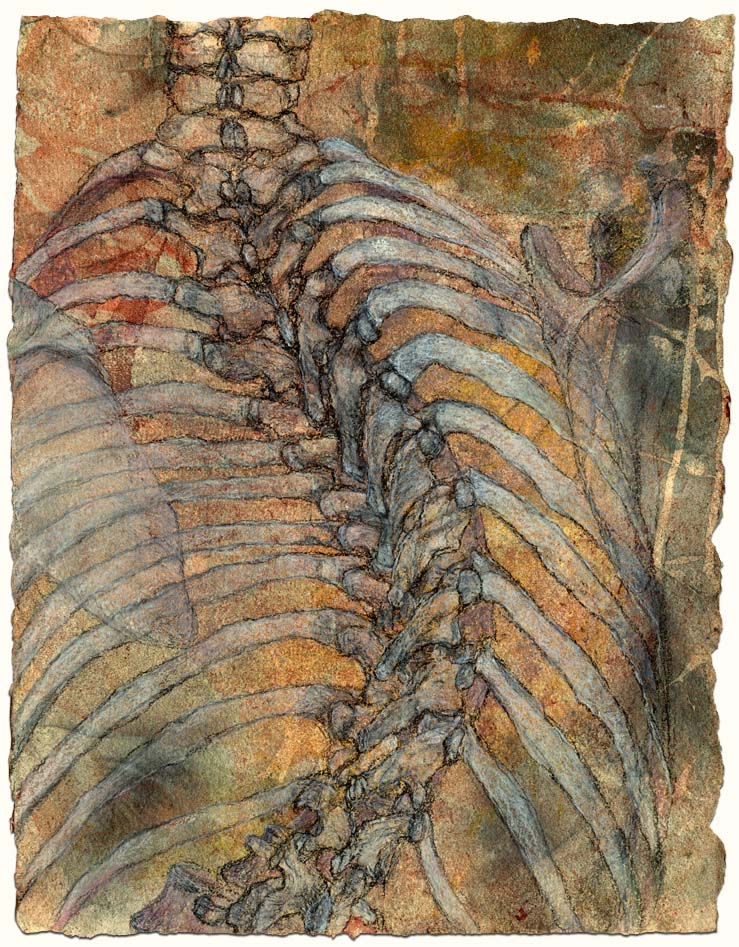  Thoracic spine and ribcage, with scapulae 