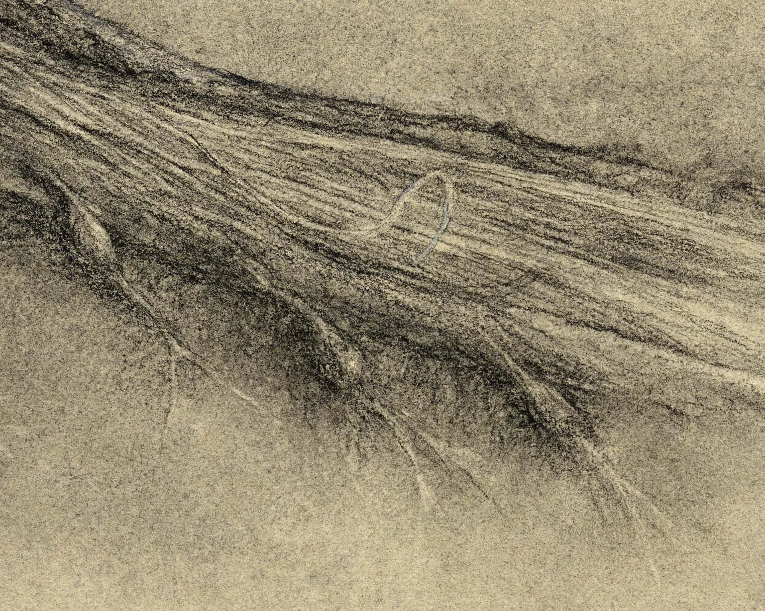 Spinal cord (cauda equina) with nerve roots (large detail)