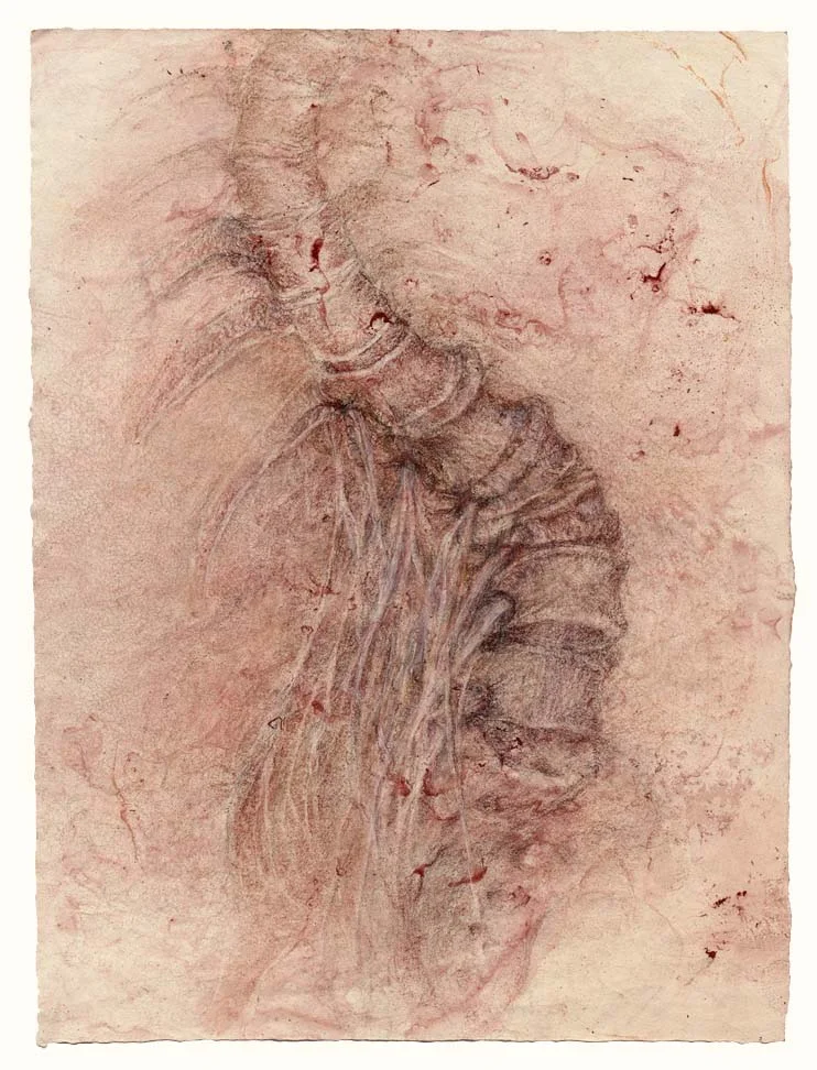 Turning spinal nerves (red)