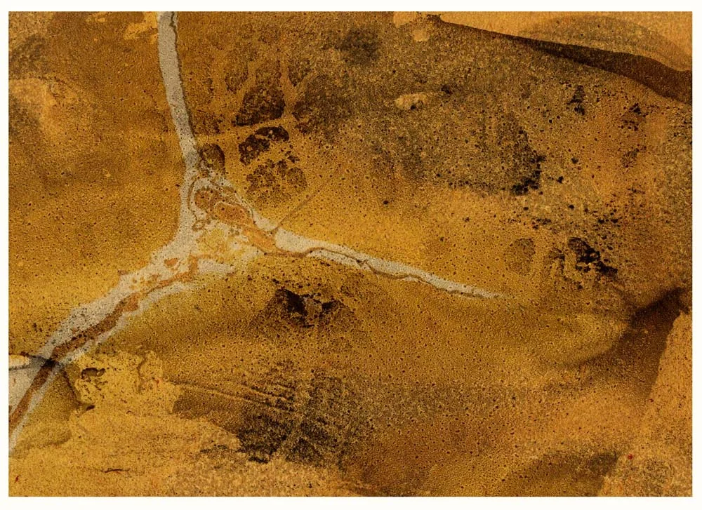 Neurons of cerebellum with floating colors (gold Bergerac)