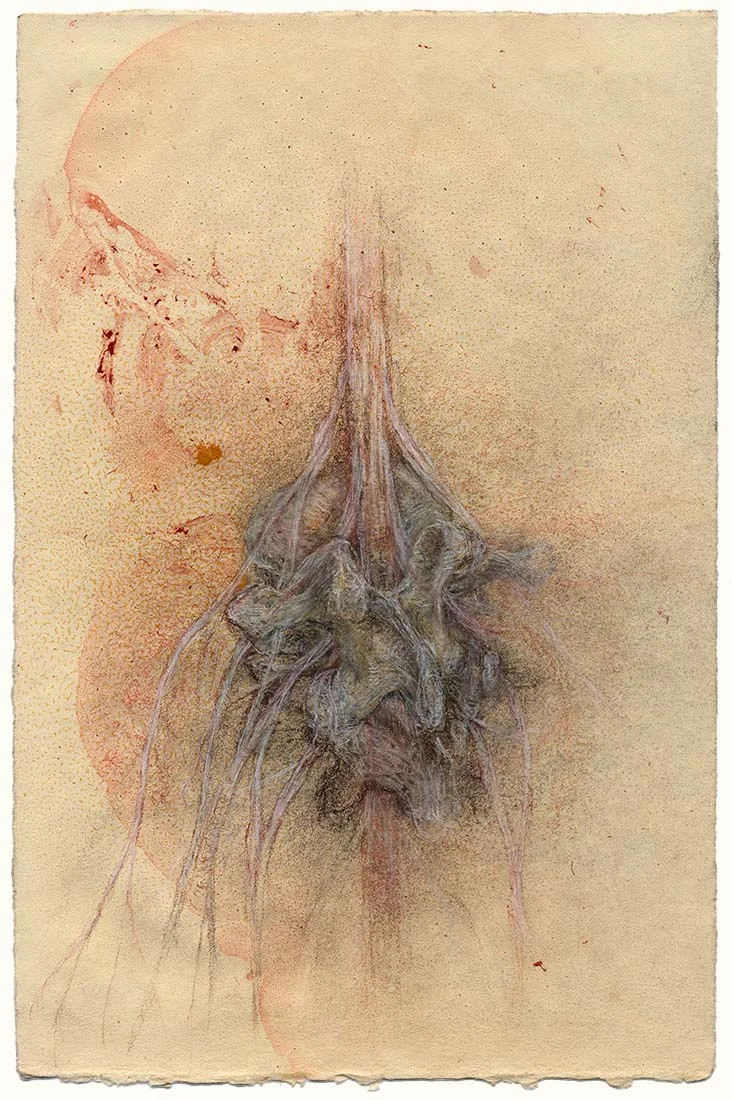 2 vertebrae with spinal cord and nerves