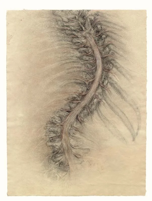  I use this earlier drawing as my reference for the spinal cord and the starting points for the branching spinal nerves.     