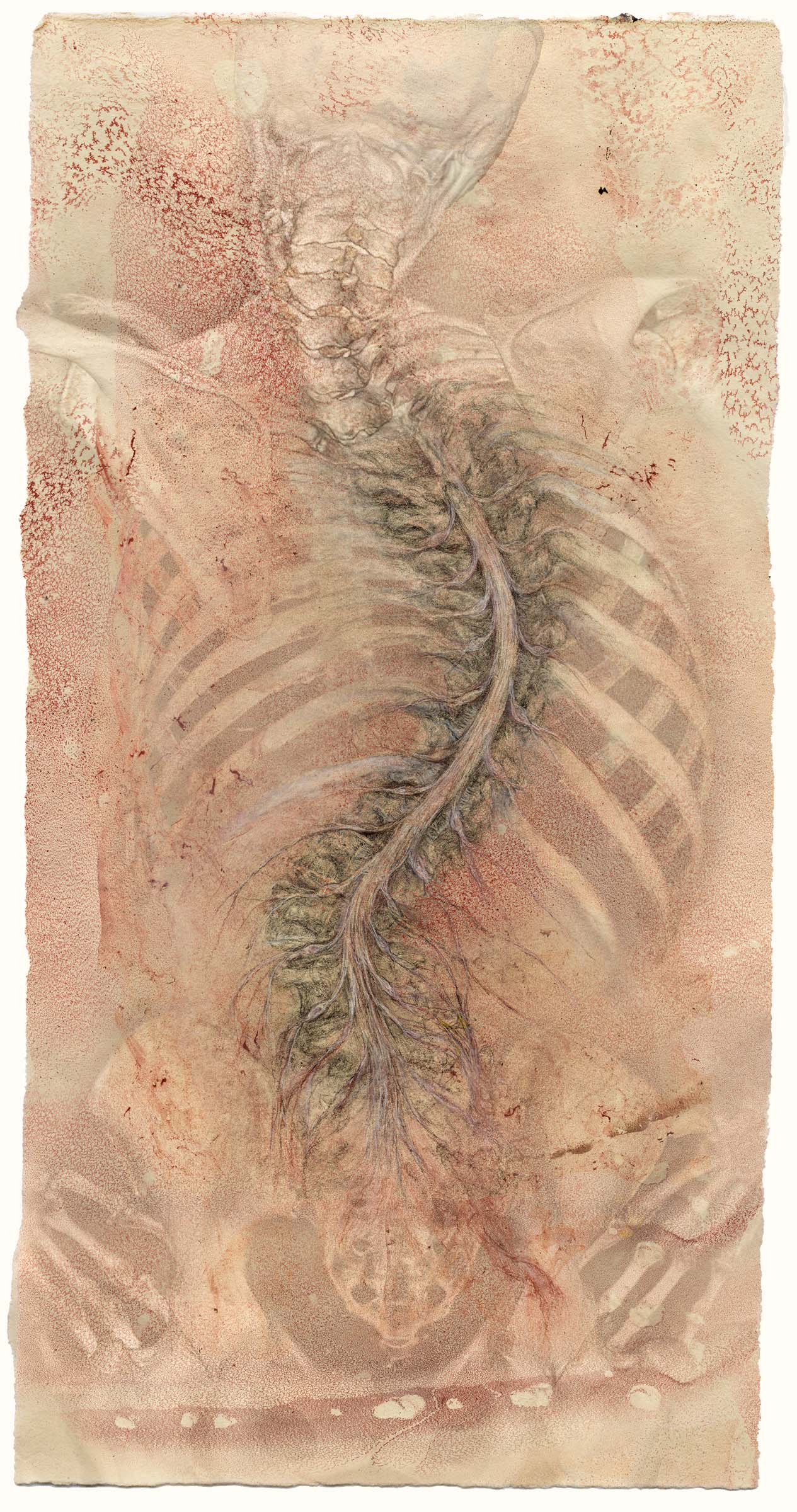 Spinal_cord_scroll-DA.jpg