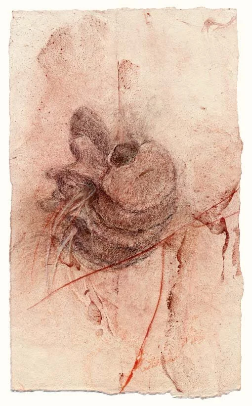 Vertebrae from above (red-brown)