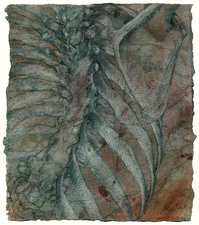  Ribs, slightly turned view 10.25 x 9 inches on 19 x 13 inch sheet, $500 Larger size available on  request   