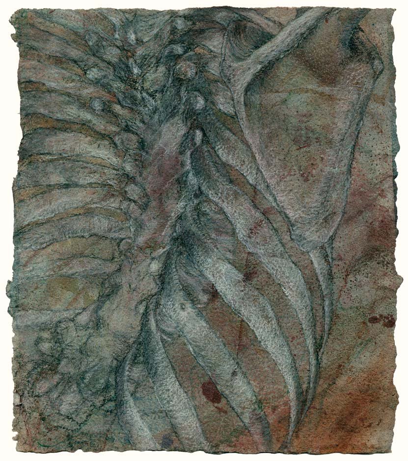 Ribs, slightly turned