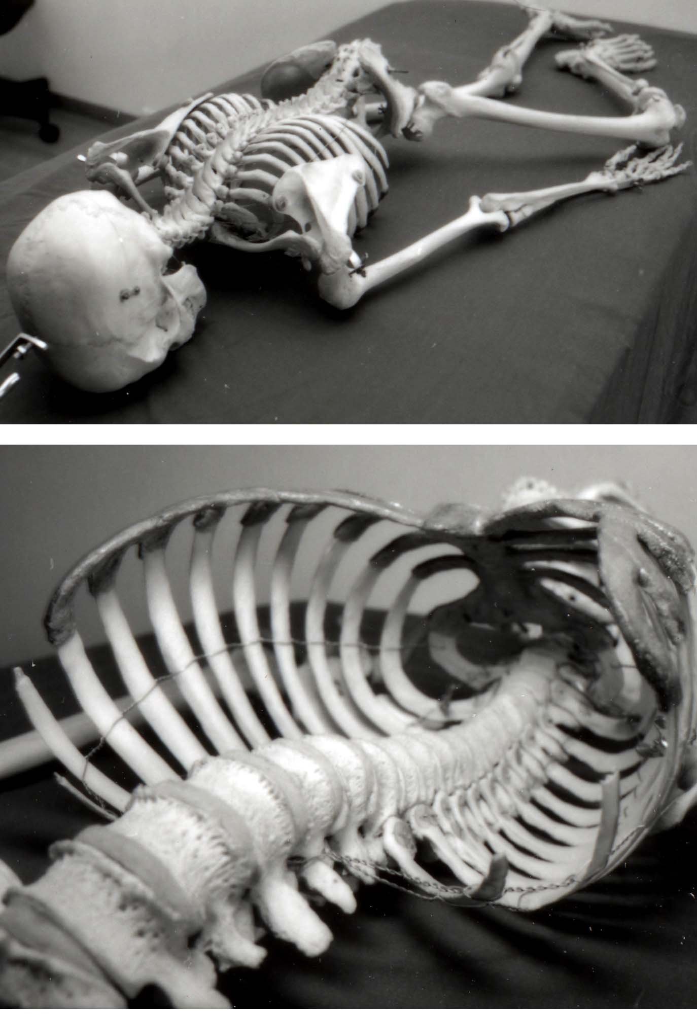 Irene’s skeleton, posed for drawing
