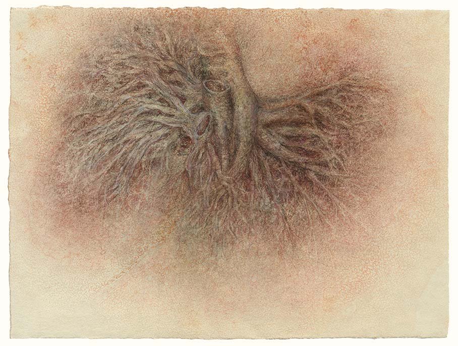 Lung, opened