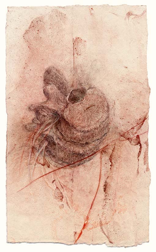Vertebrae from above (red-brown)