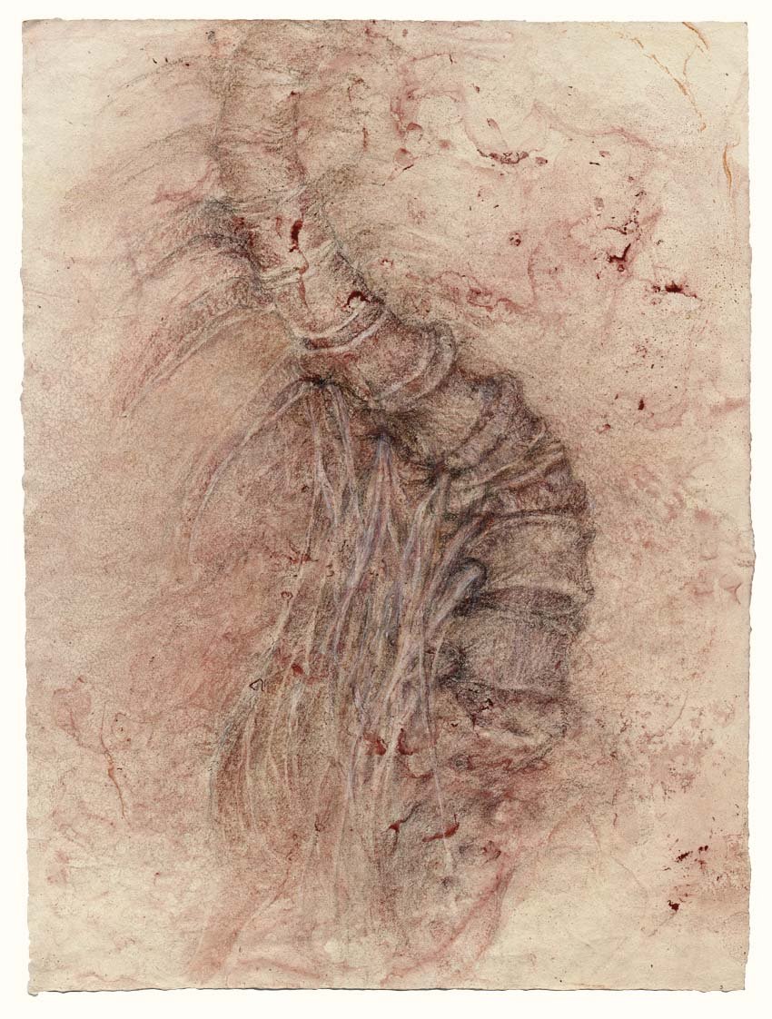 Turning vertebrae with spinal nerves (red)
