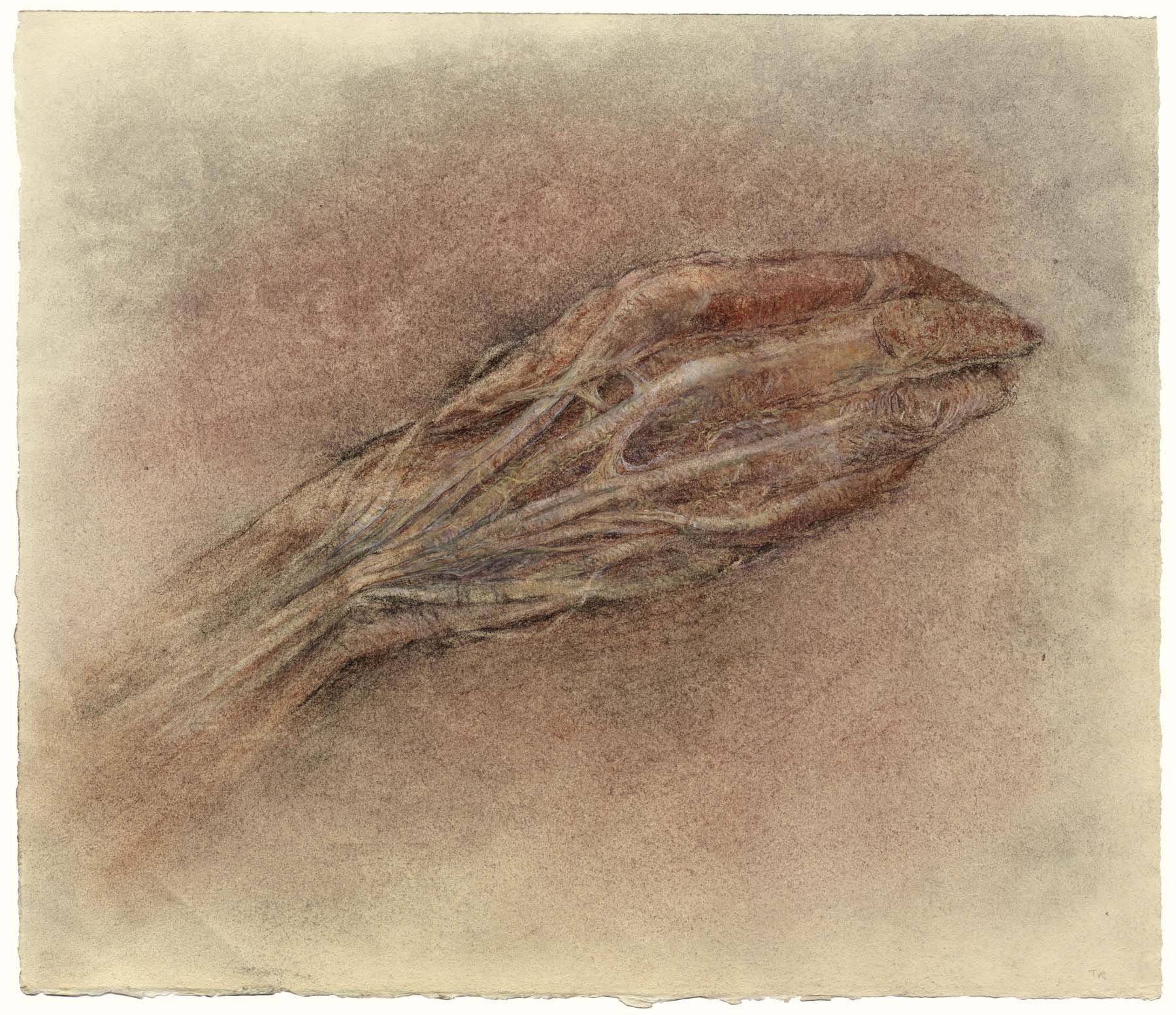 Hand study (tendons/muscles)