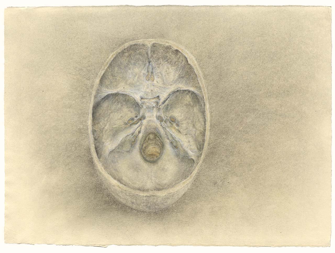 Skull interior, base