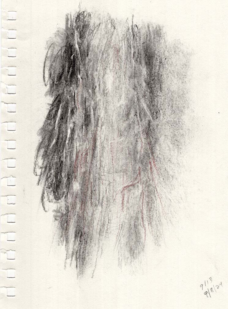 spine+nerves-study-charcoal.jpg