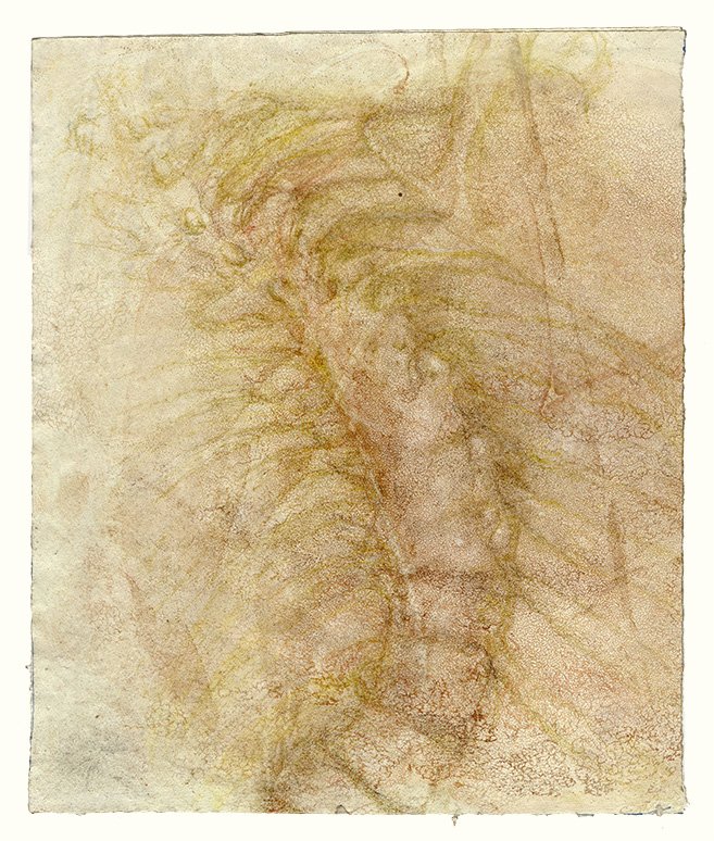 Crouching figure, thoracic spine and ribs