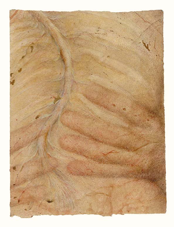 His hands on my rib cage, with spinal cord and nerves