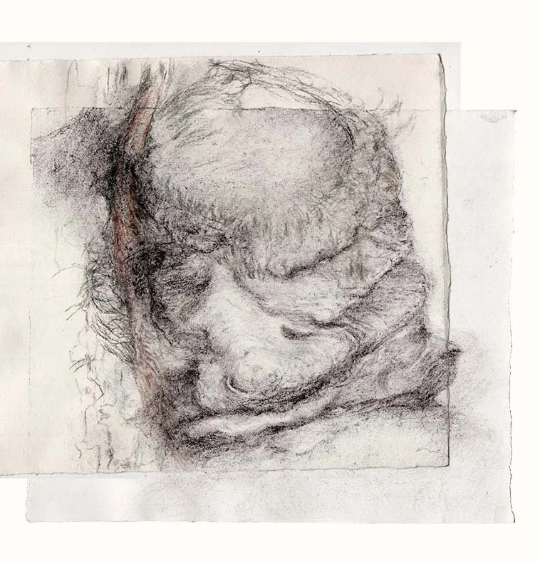 L2 from above with spinal cord, charcoal study