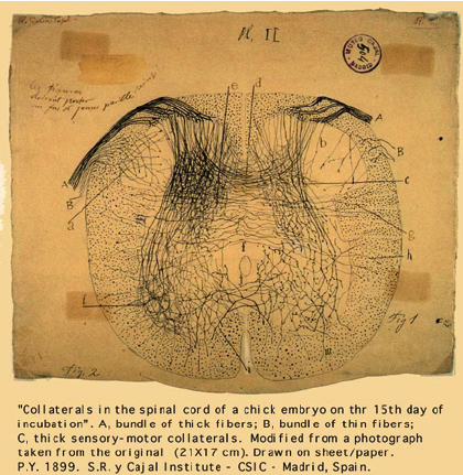 Santiago Ramon y Cajal,