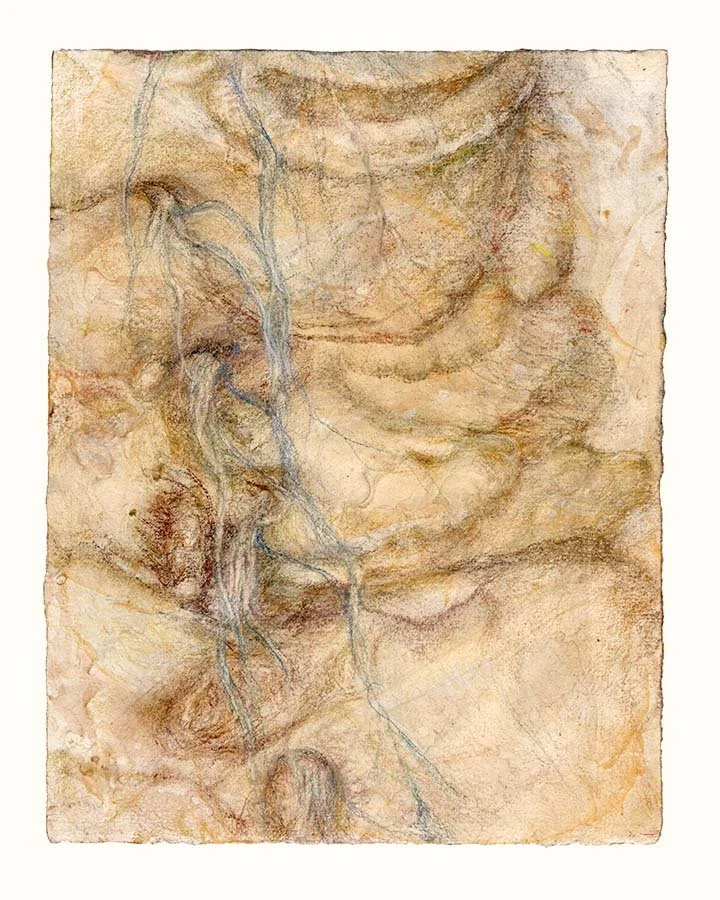  Spinal nerves + sympathetic chain (pale yellow), 11 x 8.5 in. on Twinrocker Yale, 2025 