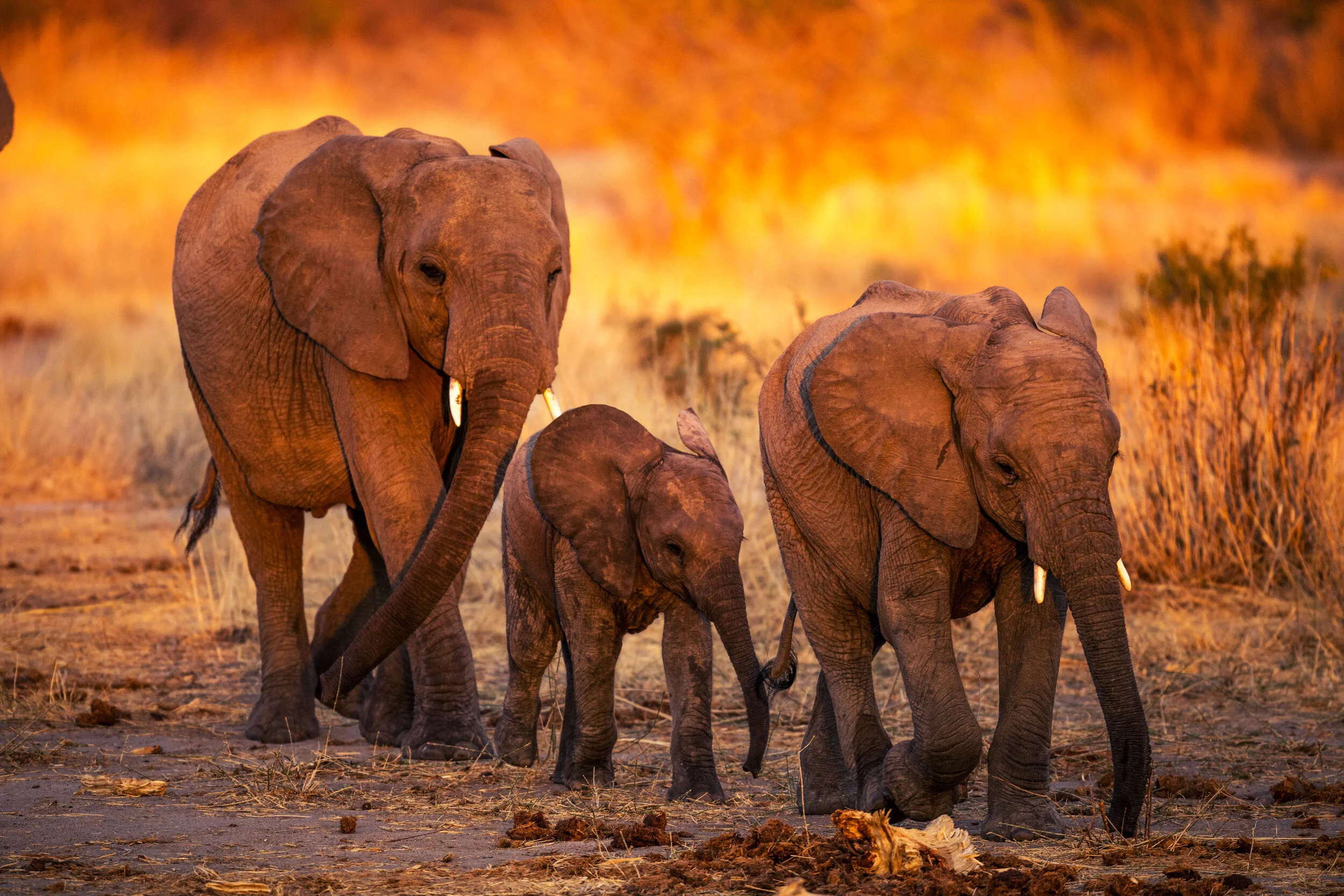 Jabali-Ellies-3.jpg