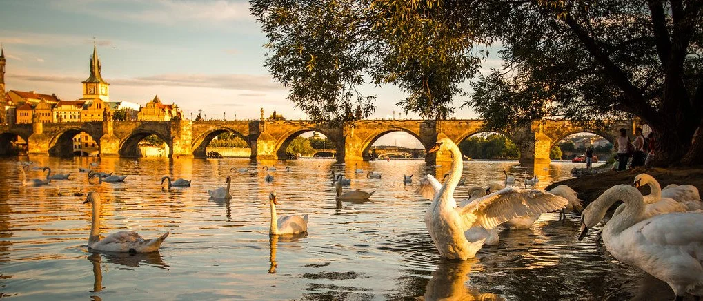 FOWLER  Embark Header.jpeg