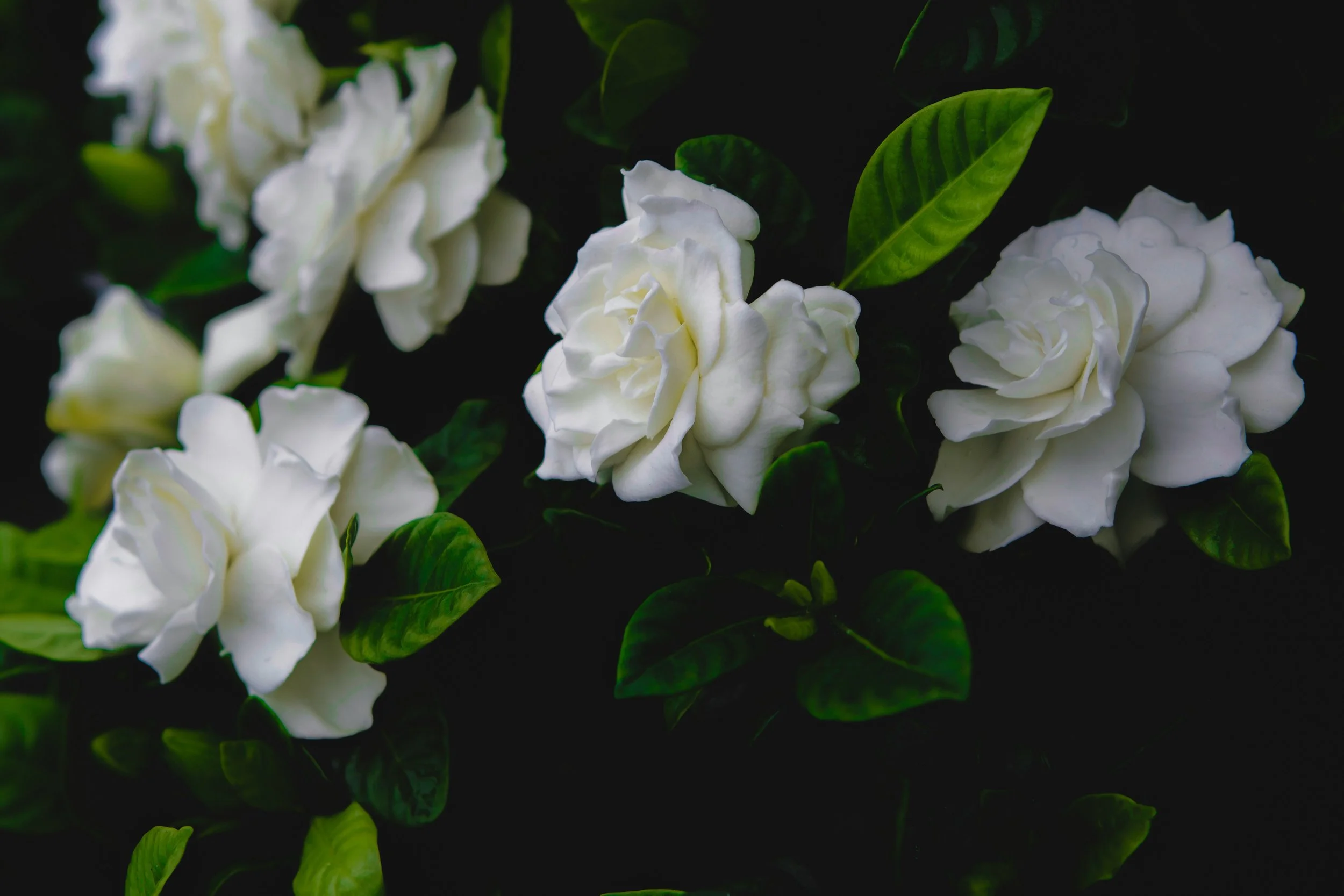 gardenias1.jpg