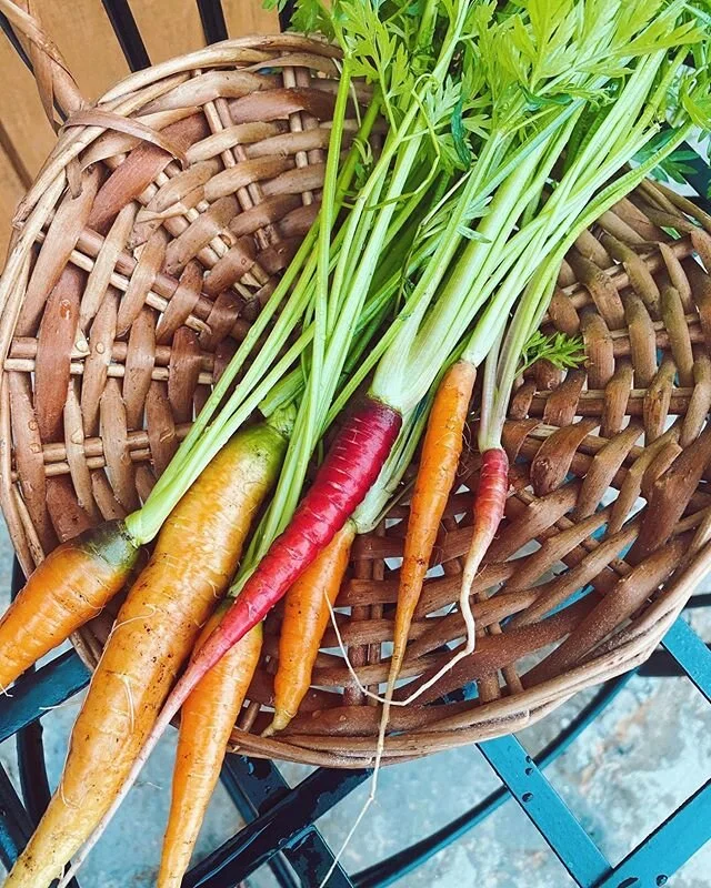 rainbow carrots ✔️ pulled these prematurely so obv i&rsquo;ll leave the rest to grow for a second longer 🐇🌿 #gardenfinds